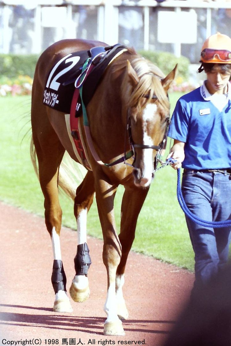 #尾花栗毛 #ALBUM #競馬 #Thoroughbred #Jono_Bravo #サラブレッド #ジョウノブラボー #東京競馬場 #中山競馬場 #鹿戸雄一 #photo #写真