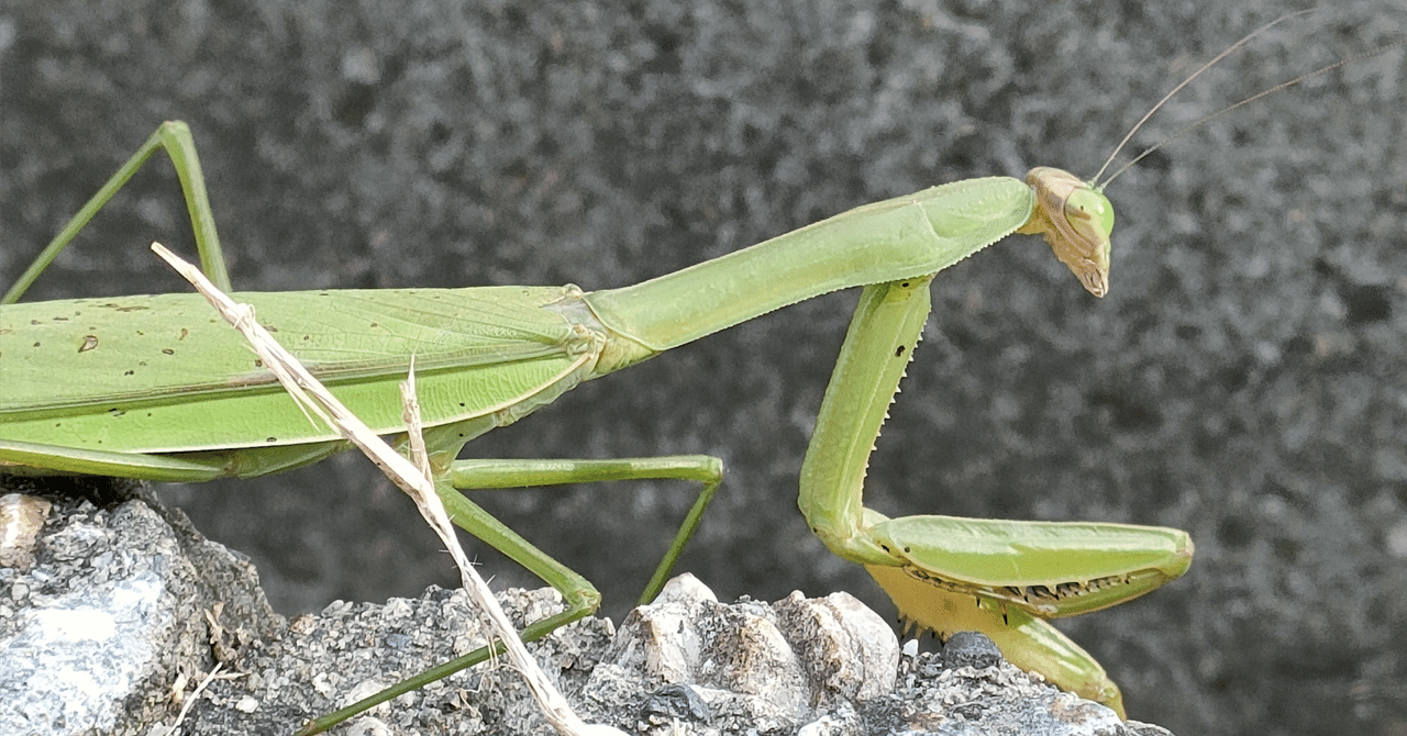 カマキリ　2点　専用 カマキリ 2点 専用｜カマキリ 2点 専用 楽天市場】カマキリ獣人（仮面