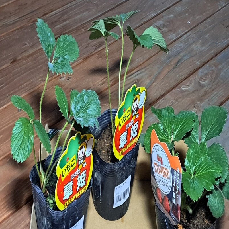 プランターdeイチゴ栽培#1【苗を買う】｜shugo kimura