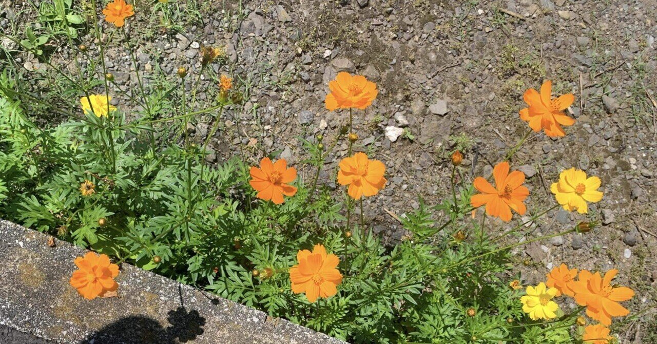 赤い公園　ブレーメンとあるく Amazon.co.jp: 未開封 廃盤 CD 赤い公園 ブレーメンとあるく