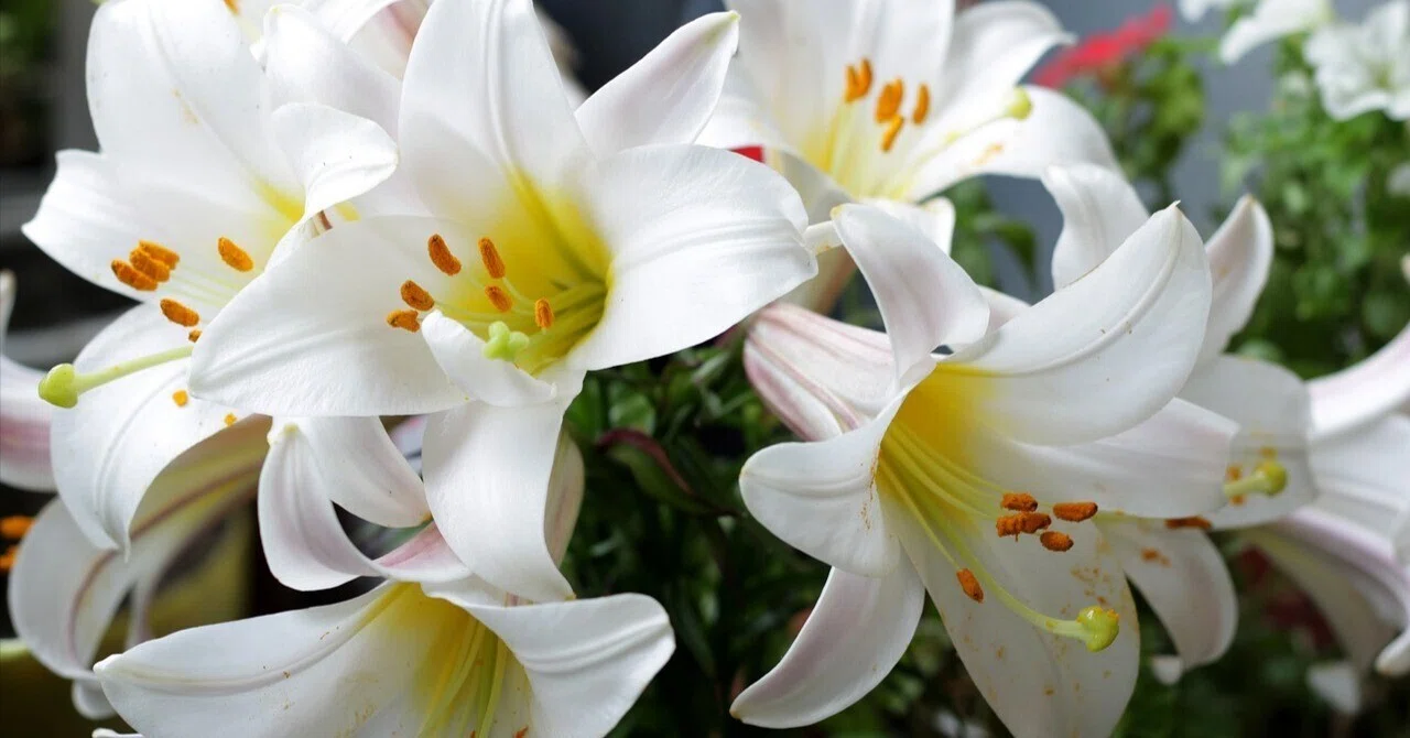 カサブランカ | 純白に香る花嫁の象徴｜Fioria｜花とハーブのWebメディア