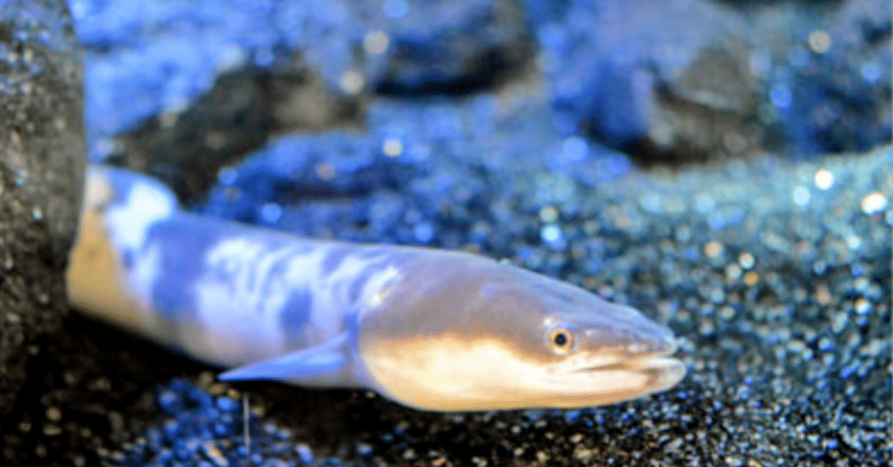 マリアナ海溝でシラスウナギが見つかったら｜ノリック#