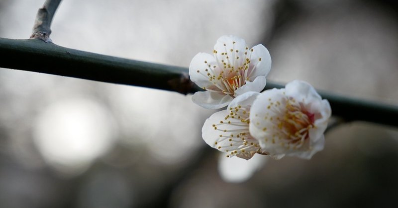 35 桜 (6)