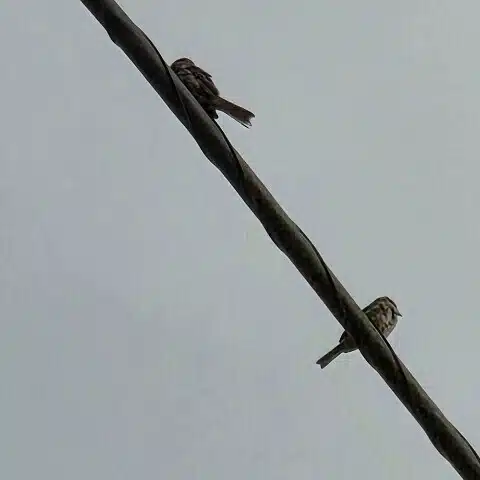 噎