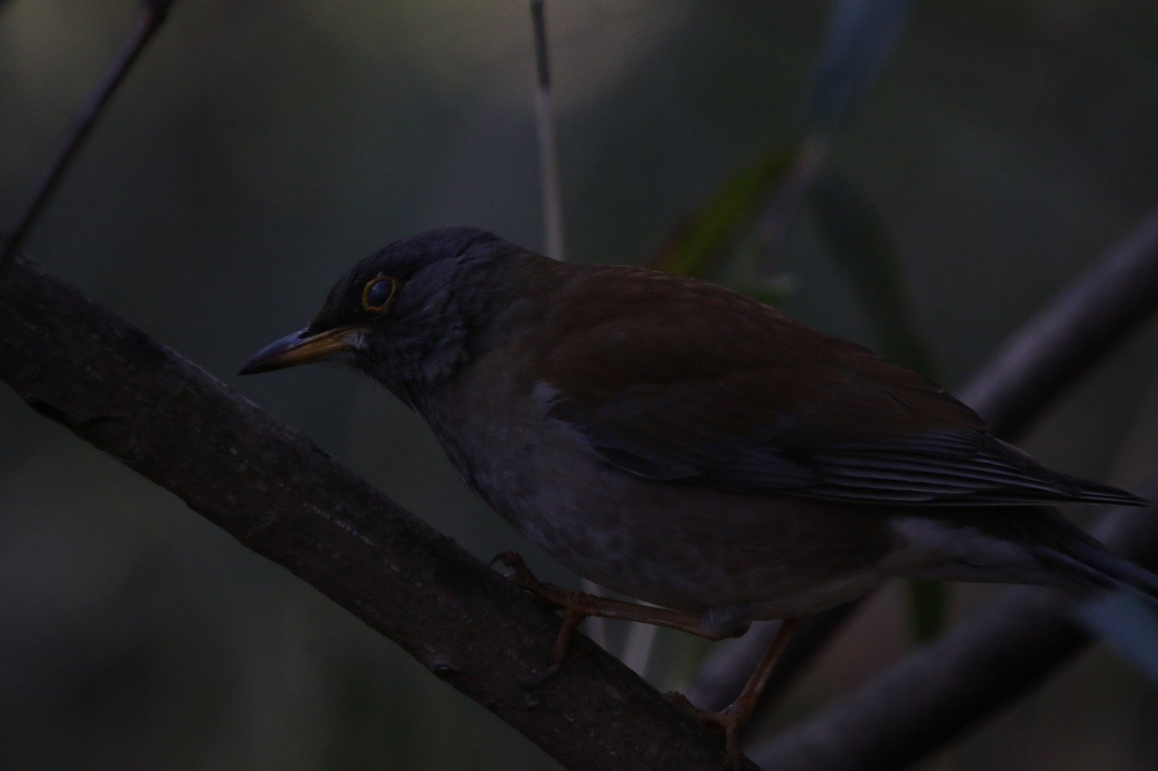 身近な鳥シリーズ第1弾 シロハラ Rnassy Note