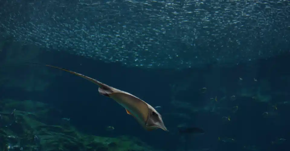 水族館の魚は幸せだと思いますか 龍 恭平 Ryu Kyohei 21 Note