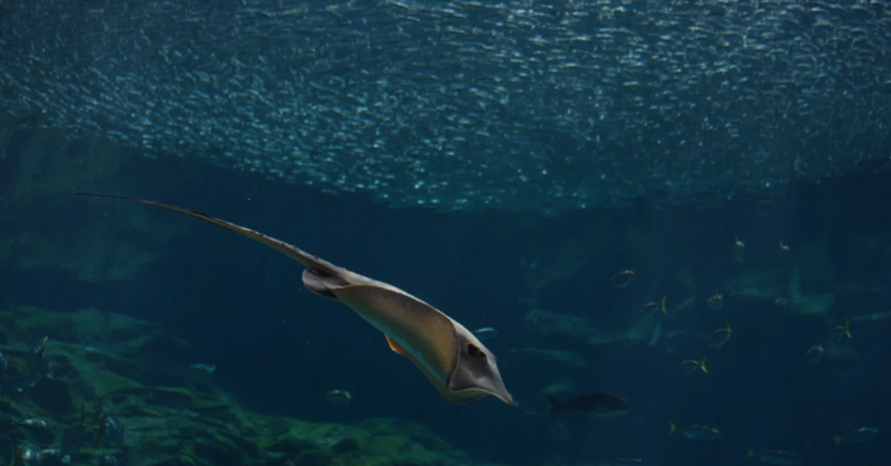 水族館の魚は幸せだと思いますか 龍 恭平 Ryu Kyohei 21 Note