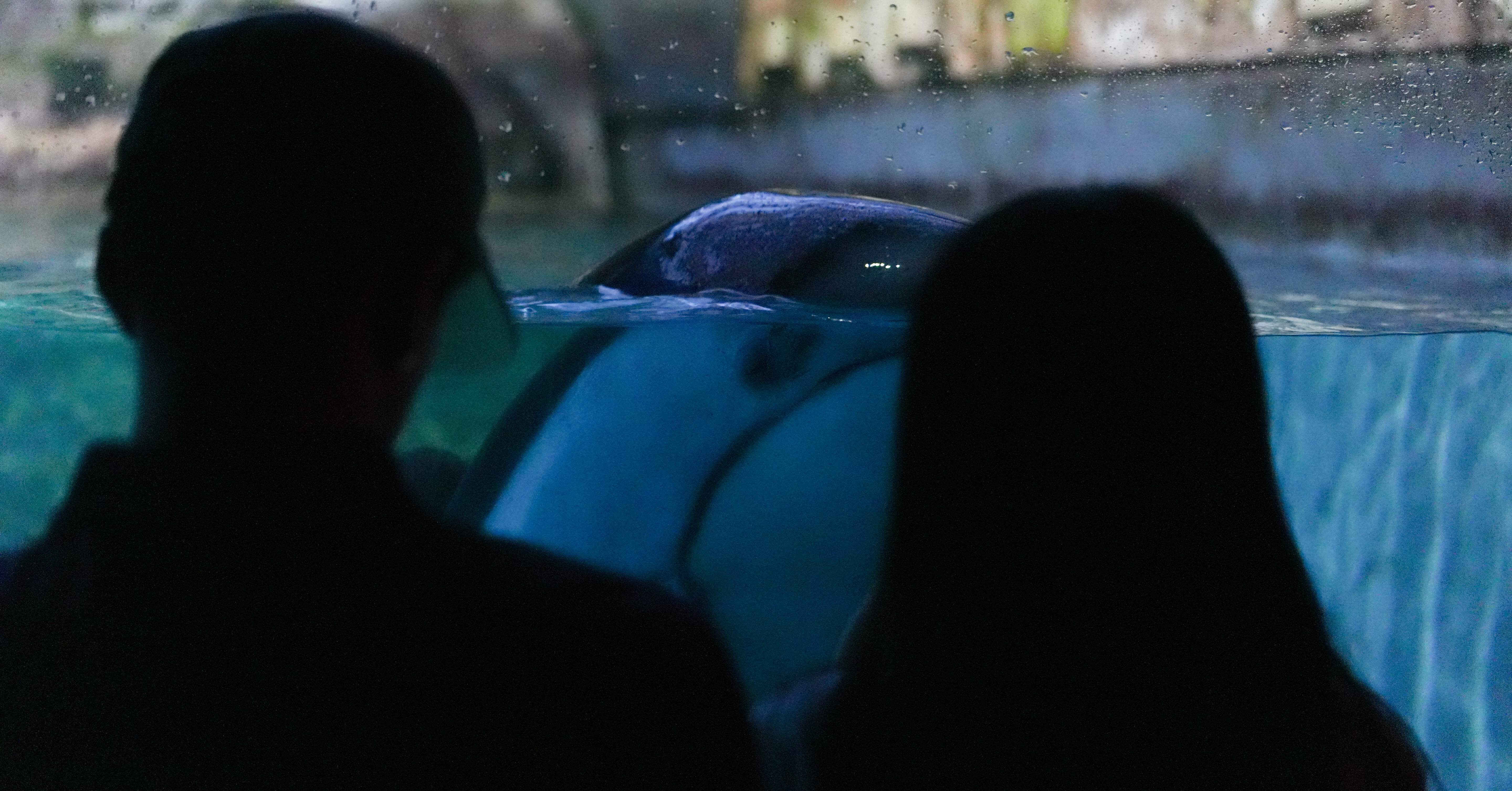 水族館で撮影してみた #2 in 海遊館｜SONY α7CⅡ × SEL70200GM2｜shin