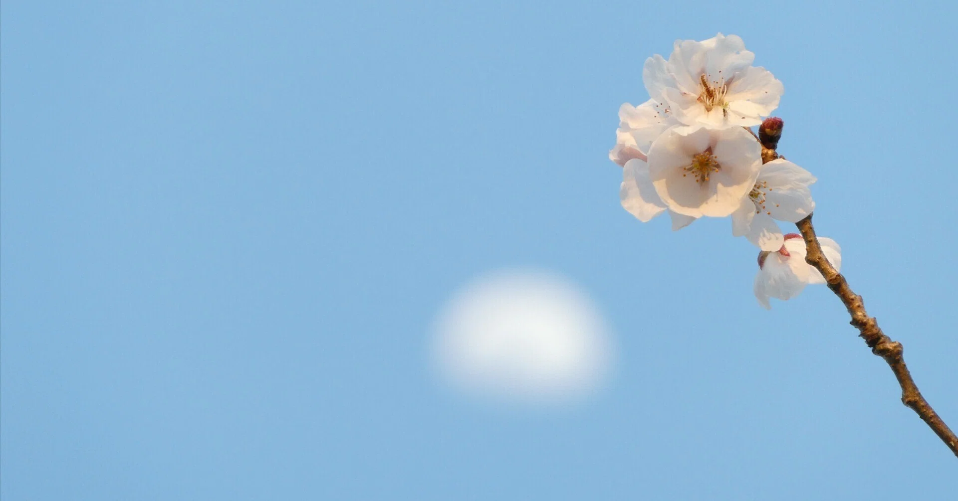 TZ99で撮った桜+月♪（11枚）｜なにか