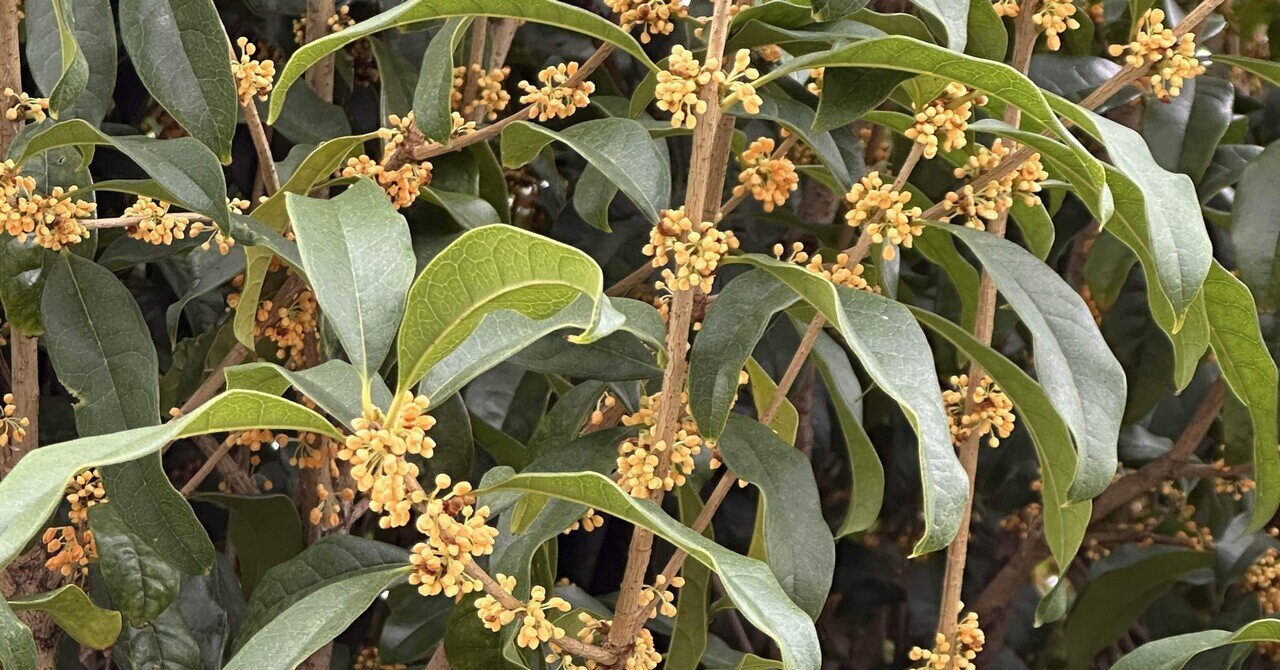 2月の推奨香木は、久々の黄熟香（御家流香道の寸門陀羅）です