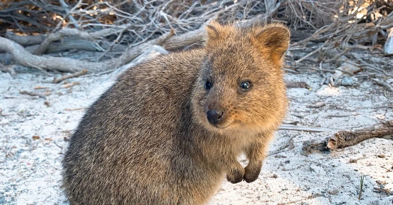 笑う動物たち 世界一幸せそうな動物」クォッカに学ぶ“穏やかな生き方”｜mimura_journal