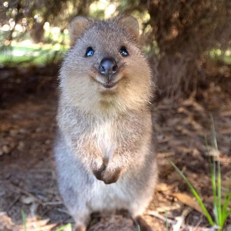 笑う動物たち 世界一幸せそうな動物」クォッカに学ぶ“穏やかな生き方”｜mimura_journal