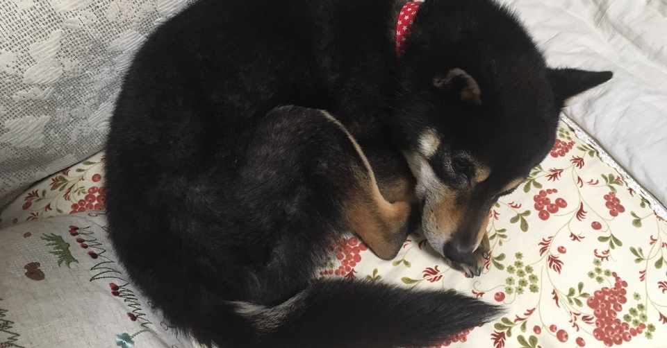 犬を飼って思ったことは 画家 小島稔 Note