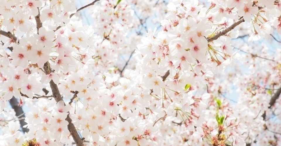 おばあちゃんが亡くなりました はるすけ Note