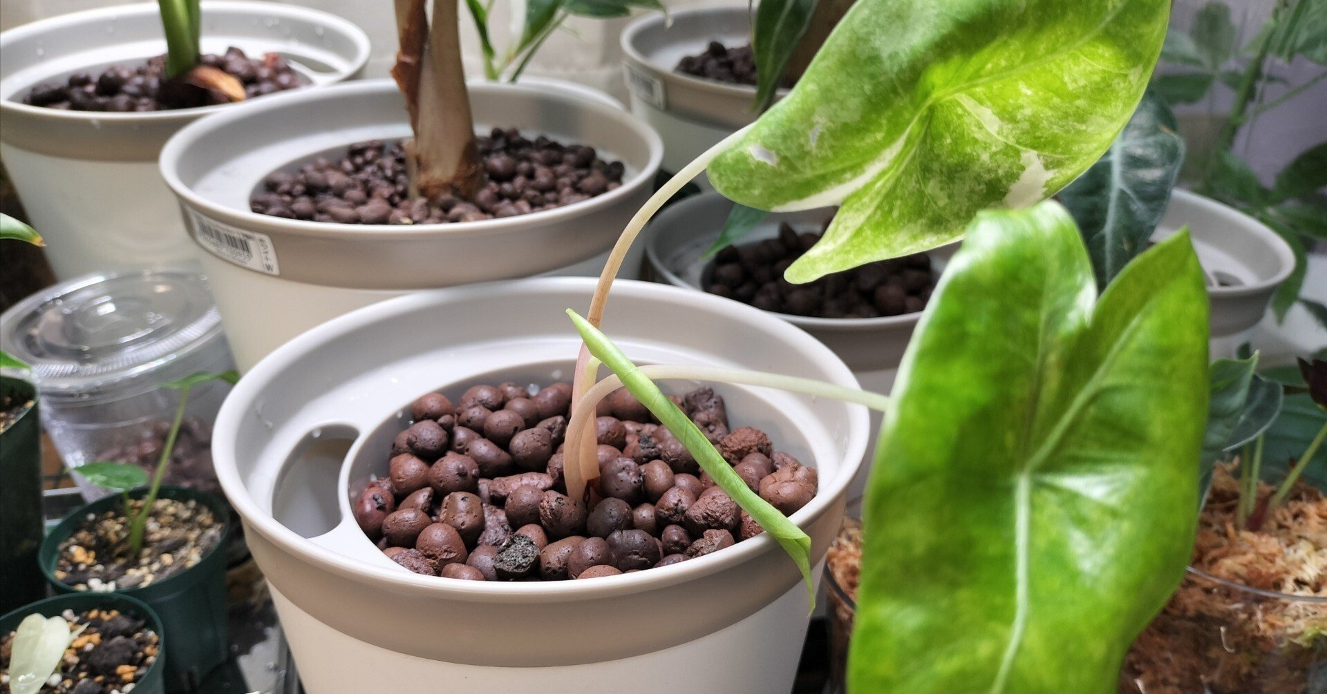 2025/10/18更新】茎がピンク色のおしゃれなアロカシア「アロカシア