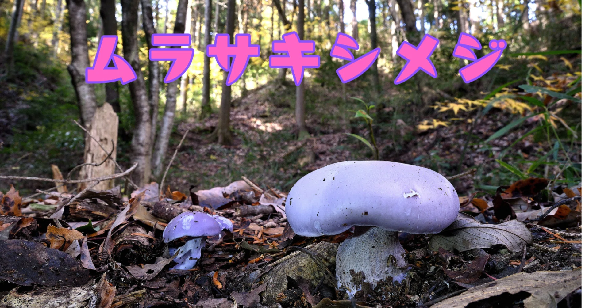 ムラサキシメジは綺麗な色｜ゆたし