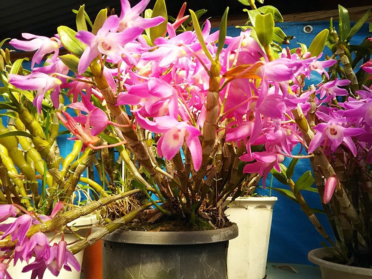 温室の蘭も満開 いい香りを放っています スー Note