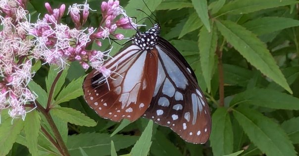 コノハチョウ（1オス、スリランカ産） スリランカ探鳥記41 蝶とかたつむり｜一羽一会(いちわいちえ