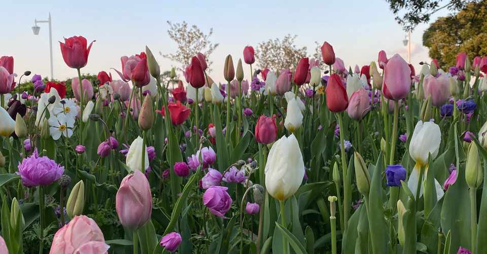 今日のス ストレートにふにおちやせん スクエアリズム Note