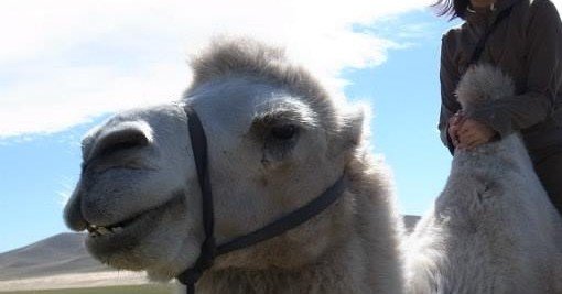 おうち旅行 フタコブラクダの乗り心地 後編 マリナ油森 Note