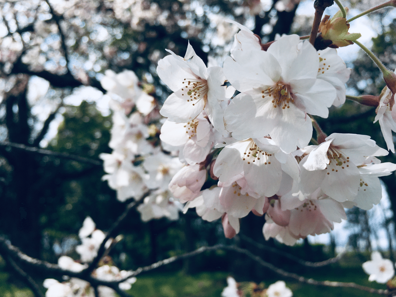 桜の時 さんかくプロジェクト Note 桜の時 さんかくプロジェクト Note