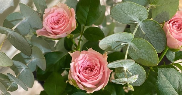 ホ・オポノポノ｜A