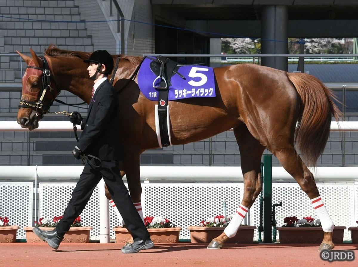 血統＆馬体講座】ラッキーライラック(大阪杯)｜JRDB 競馬アラカルト