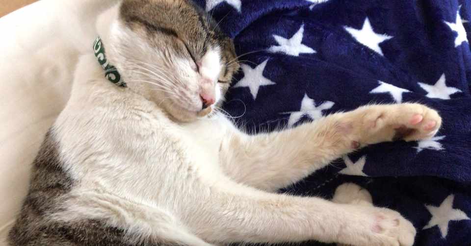犬 猫と一緒に暮らす今が フリーランスになって一番幸せかもしれない Nogunori Note