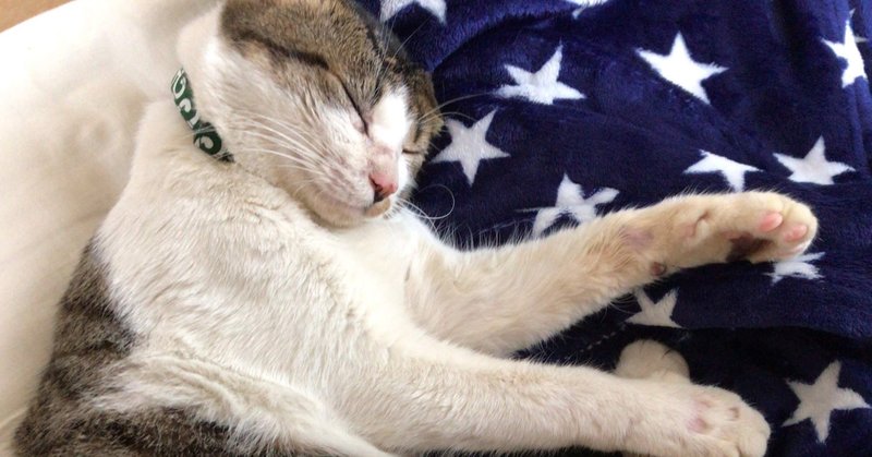 犬 猫と一緒に暮らす今が フリーランスになって一番幸せかもしれない Nogunori Note