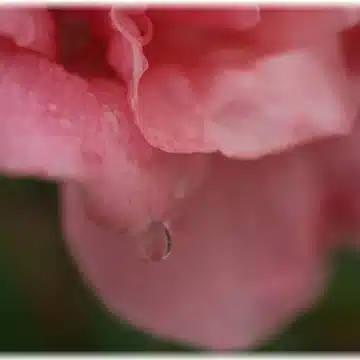 如月　ローズ