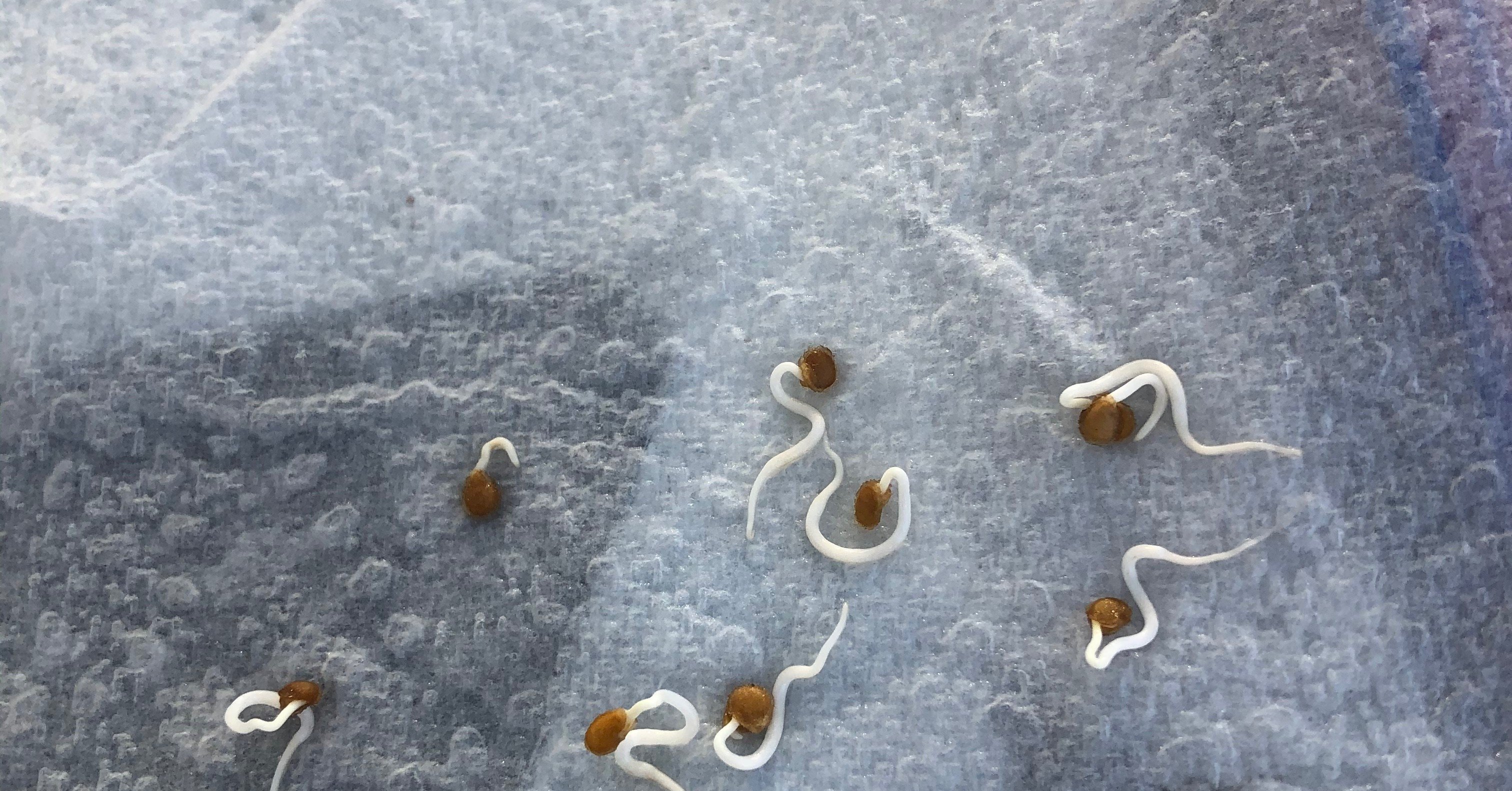 趣味の園芸 キッチンペーパーと寿司の空き容器 Tera Note