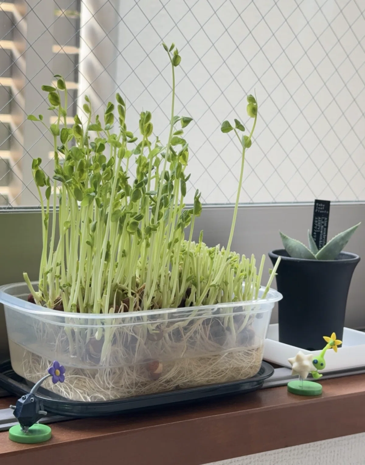 うたかた日記〜豆苗観察〜｜白柳 いつき