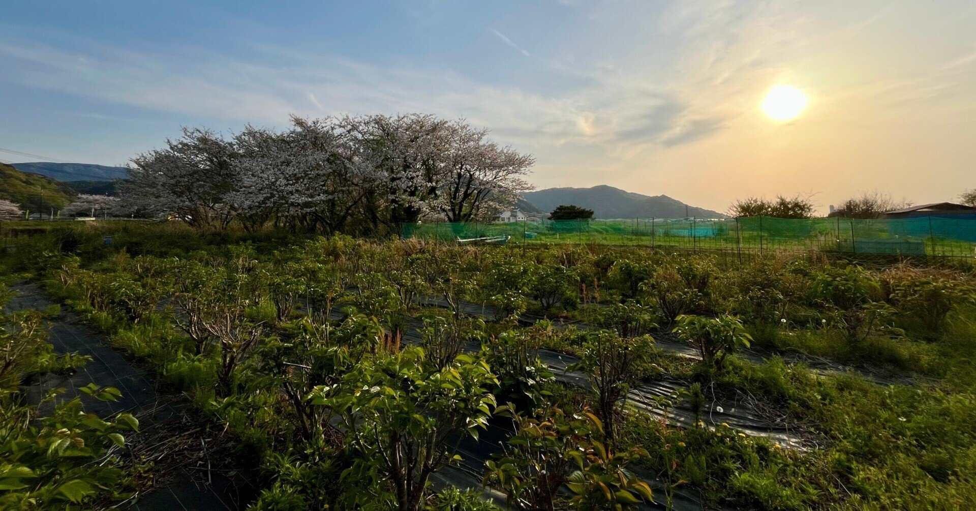 松崎町と虫秘茶