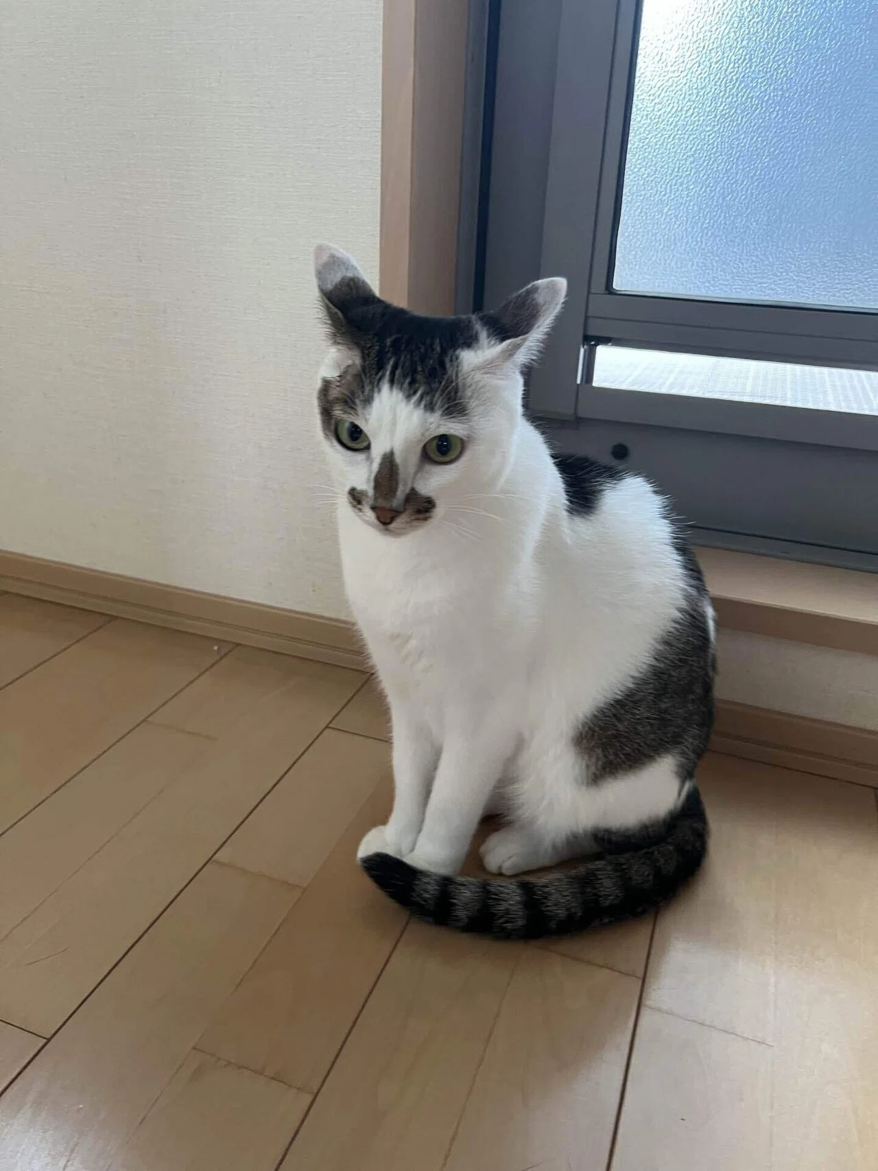 猫様のイカ耳コレクション2025秋｜みそかりん