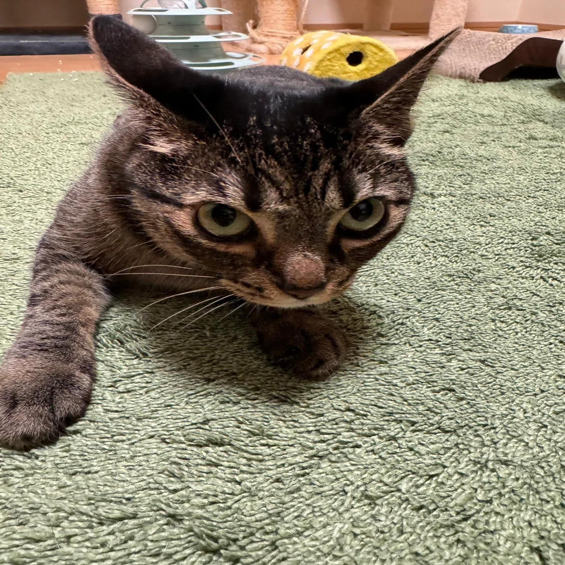 猫・イカ耳(アクリルガッシュ) 猫様のイカ耳コレクション2025秋｜みそかりん