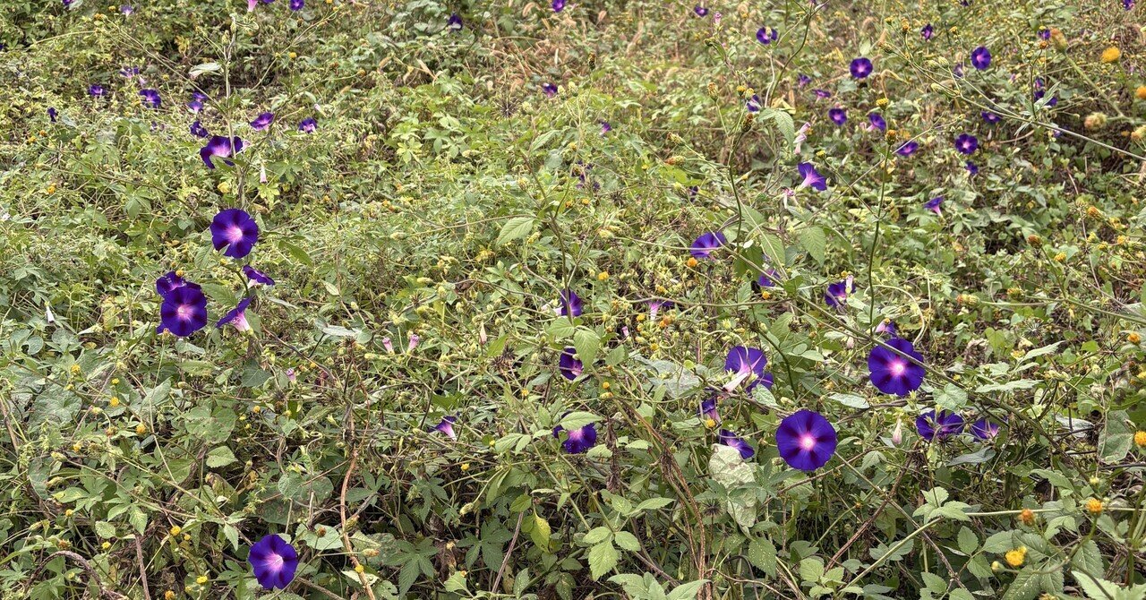 岡田睦『賑やかな部屋』冬樹社 岡田睦作品集 : daily-sumus2