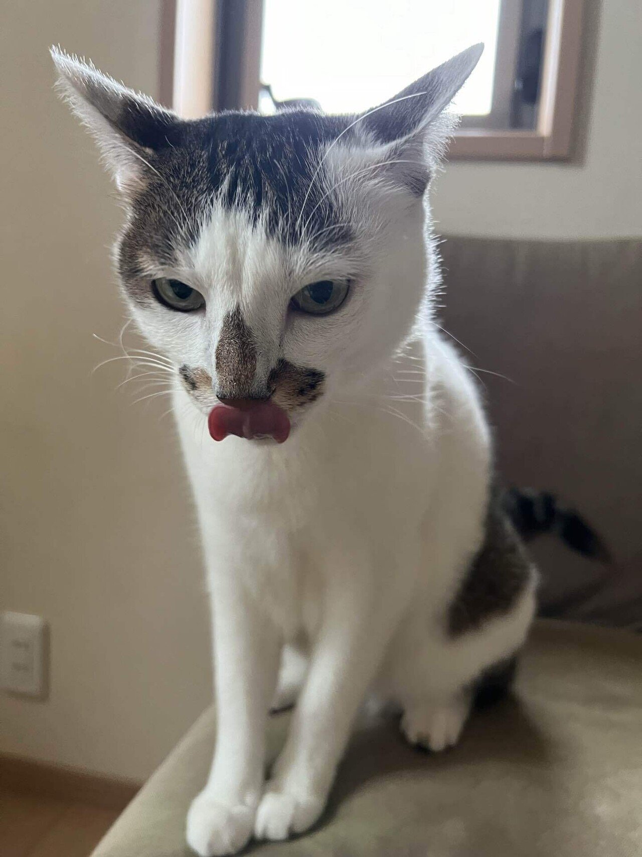 猫様のイカ耳コレクション2025秋｜みそかりん