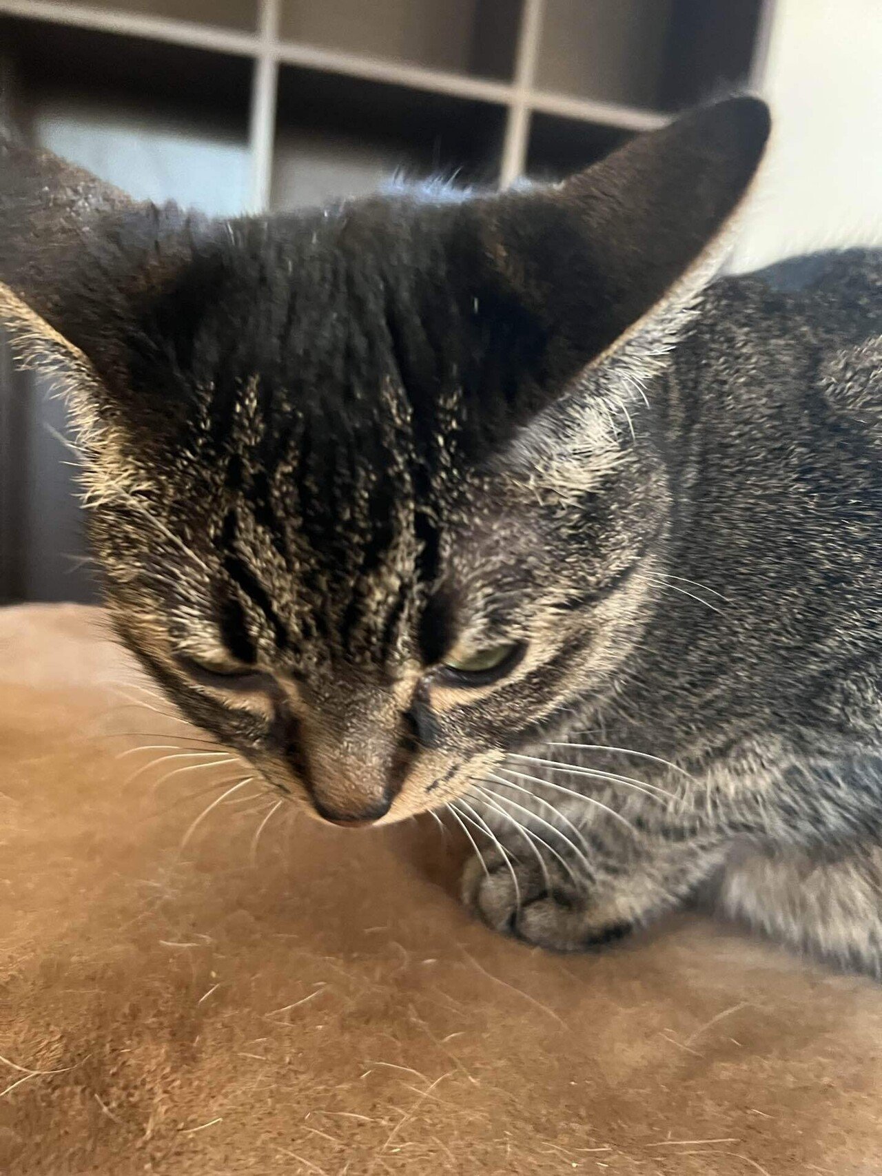 猫様のイカ耳コレクション2025秋｜みそかりん