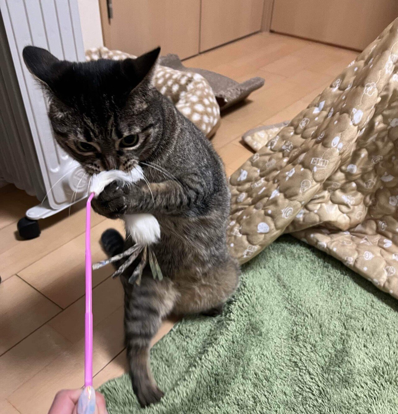 猫・イカ耳(アクリルガッシュ) 猫様のイカ耳コレクション2025秋｜みそかりん