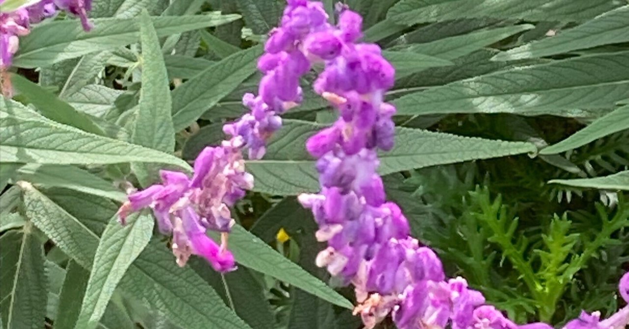 アメジストセージ、 南河内郡太子町｜Yukihiko Yamada