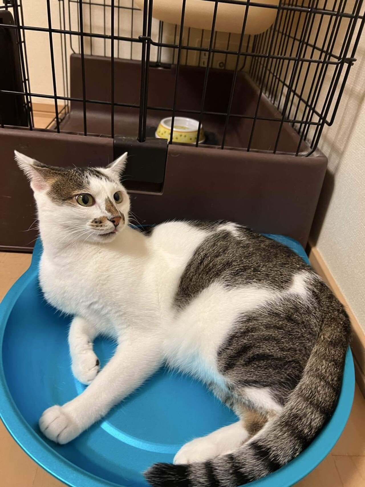 猫様のイカ耳コレクション2025秋｜みそかりん