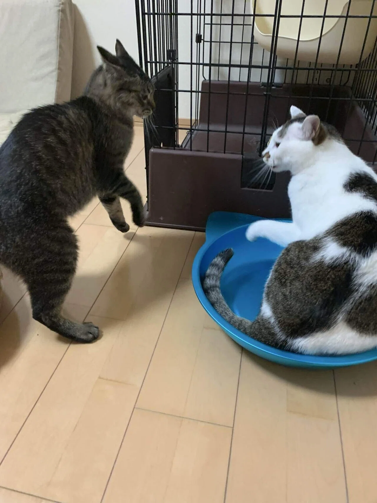 猫様のイカ耳コレクション2025秋｜みそかりん
