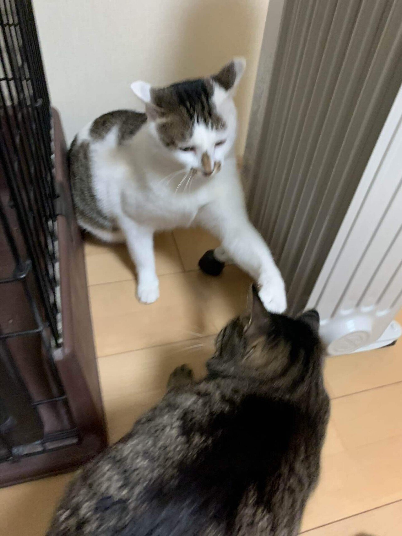 猫様のイカ耳コレクション2025秋｜みそかりん