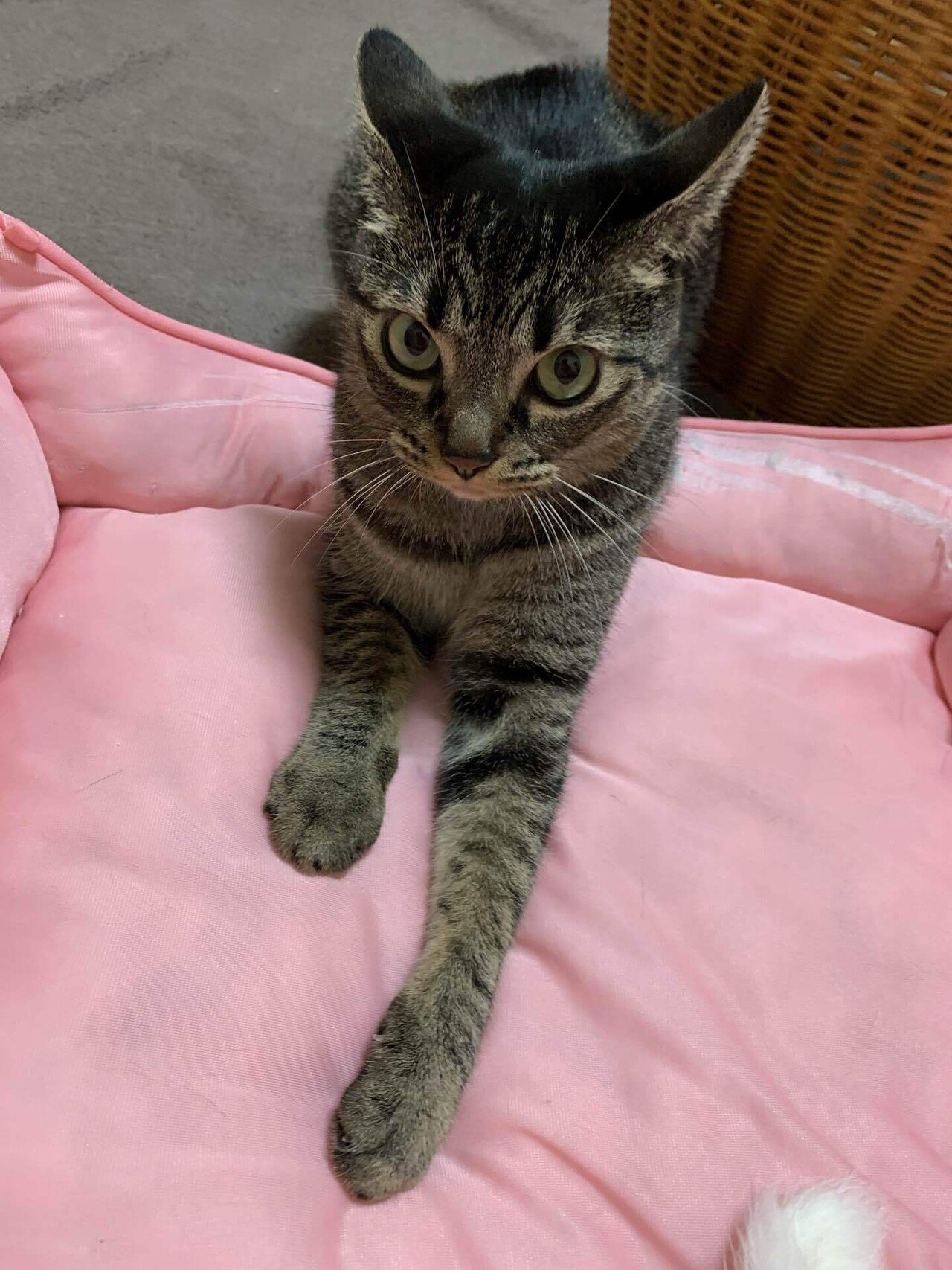 猫様のイカ耳コレクション2025秋｜みそかりん