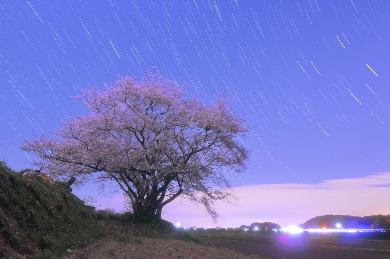 星と桜のお話｜じあ