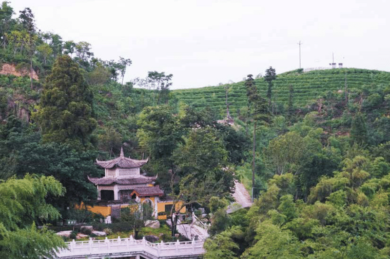 p2　右後ろに見えるのは中国杭州市経山寺の茶園