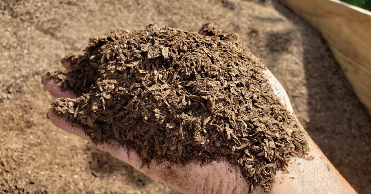 How to Use 'Rice Husk Cow Manure Compost' to Make Poor Soil Fluffy ...