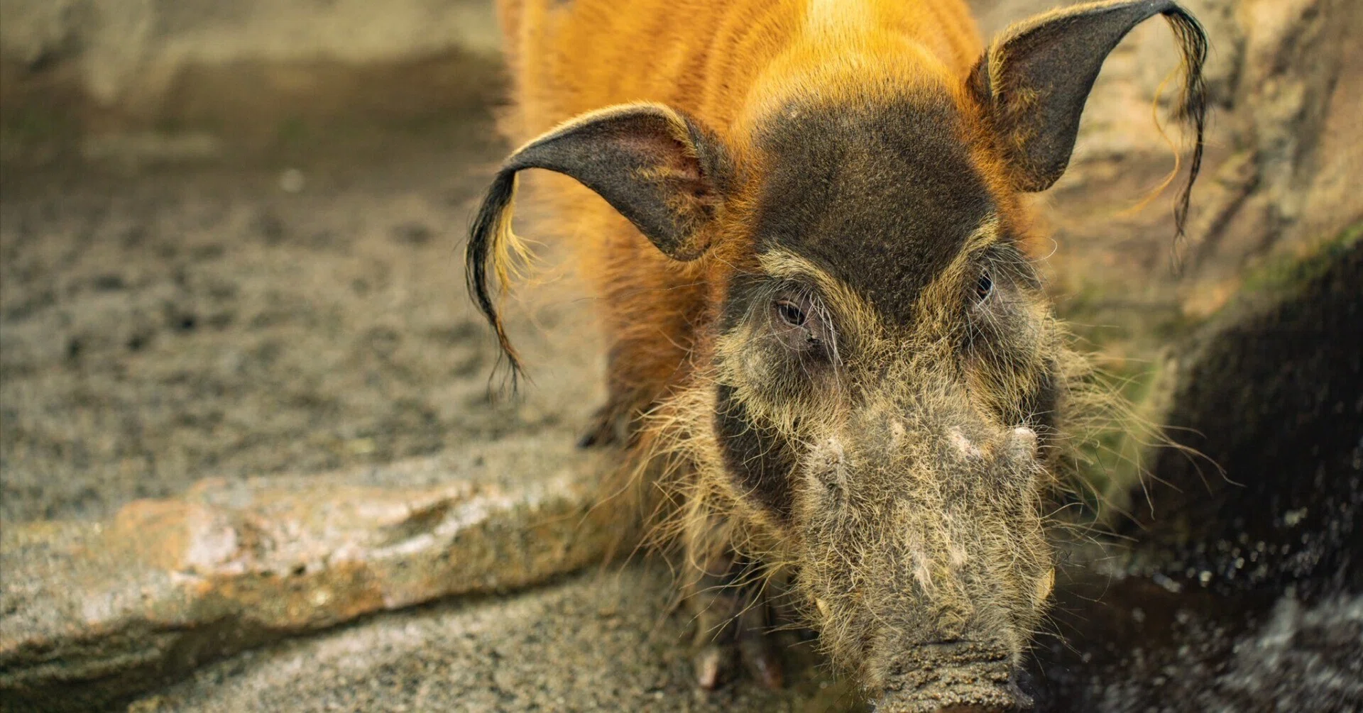 編み込み草素材 動物の頭部 壁掛けオブジェ Hug O War Amazon.co.jp