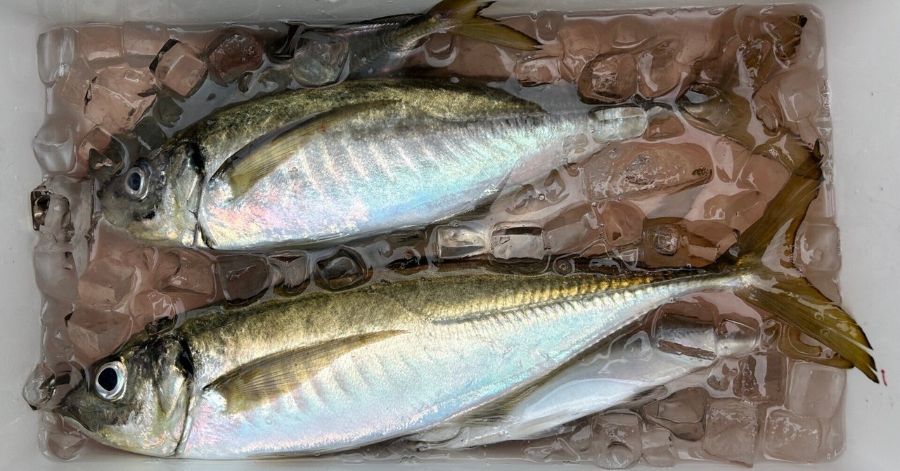 沖縄三線バチ、マッコウ&マンモスのコンビモデル 沖縄三線バチ、マッコウ&マンモスのコンビモデル 沖縄三線バチ