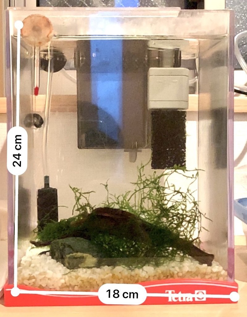 エビちゃん水槽リフォーム ちょきんなんばん Note エビちゃん水槽リフォーム ちょきんなんばん Note